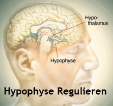 Hypophyse Regulieren | Pituitary Control