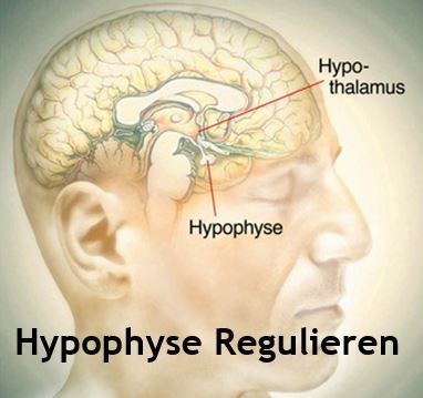 Hypophyse Regulieren | Pituitary Control