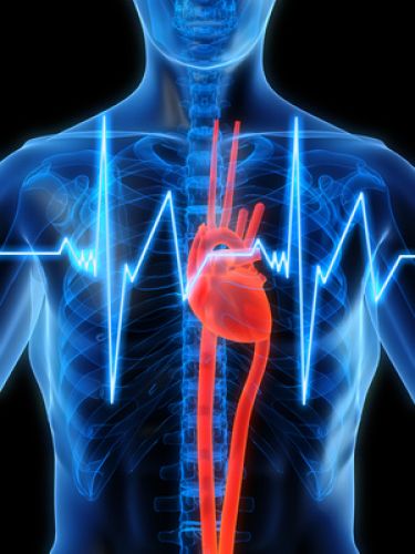 Herz-Kreislauf optimieren | Cardiovascular Optimizer