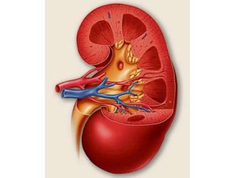 Niere optimieren | Kidney Optimizer
