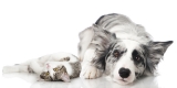 Achtsamkeit für Tiere | Mindfulness for Pets