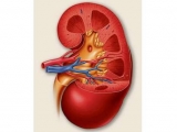 Niere optimieren | Kidney Optimizer